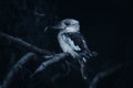 Kookaburra Australia laughing bird portrait. The blue winged kookaburra is perched on a branch Royalty Free Stock Photo