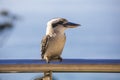 Kookaburra Australian bird on a balcony Royalty Free Stock Photo