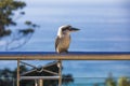 Kookaburra Australian bird on a balcony Royalty Free Stock Photo