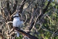 kookaburra Australian native bird, Victoria in the wild