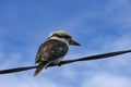 kookaburra Australian native bird, Victoria in the wild