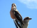 Kookaburra Australian Native Birds Close up clear blue background