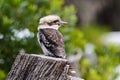 Kookaburra is Australian terrestrial tree kingfishers.