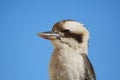 Kookaburra bird