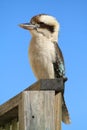 Kookaburra bird