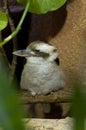 Kookaburra Bird