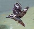 Kookaburra Bird in Flight Royalty Free Stock Photo