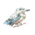 Kookaburra bird Australia nature wild watercolor illustration hand drawn isolated element on white background cute baby pictures Royalty Free Stock Photo