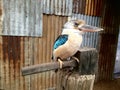 Kookaburra Bird. Australia