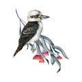 Kookaburra bird on a blooming eucalyptus branch. Watercolor illustration. Beautiful Australian bird perched on a tree