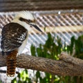 Kookaburra bird on a branch