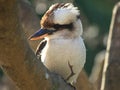 Australian Kookaburra portrait Royalty Free Stock Photo