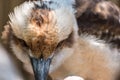 Kookaburra bird closeup Royalty Free Stock Photo