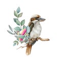 Kookaburra bird on eucalyptus branch. Watercolor illustration. Hand drawn realistic kookaburra on the branch with Royalty Free Stock Photo