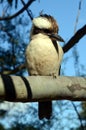 Kookaburra bird on gum tree