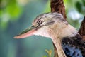 Kookaburra bird