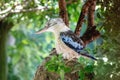 Kookaburra bird