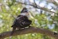 Kookaburra bird with open beak Royalty Free Stock Photo