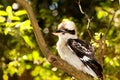 Kookaburra Bird Royalty Free Stock Photo