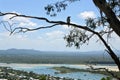 Kookaburra bird sits on a gum tree in Noosa Heads, Sunshine Coast