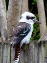 Kookaburra Bird on Suburban Sydney Wood Fence, Australia