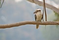 Kookaburra bird in tree