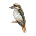 Kookaburra bird watercolor illustration. Australia native bird hand drawn realistic illustration. Kingfisher on a branch image. Royalty Free Stock Photo