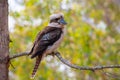 Kookaburra bird in Western Australia sitting on tree branch Royalty Free Stock Photo