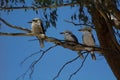 Three Kookaburra Birds sitting on a gum tree branch Royalty Free Stock Photo