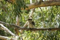 Kookaburra. Booderee National Park. NSW. Australia Royalty Free Stock Photo