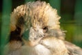 Kookaburra from close-up