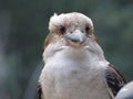Kookaburra in close-up Royalty Free Stock Photo