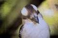 Kookaburra Royalty Free Stock Photo