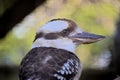 Kookaburra 2 Royalty Free Stock Photo