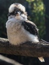 Kookaburra - Dacelo Gigas Uccello del continente Oceanico