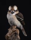 Kookaburra - Dacelo novaeguineae