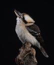 Kookaburra - Dacelo novaeguineae