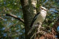 Kookaburra, dacelo novaeguineae Royalty Free Stock Photo