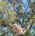 Kookaburra in flight Royalty Free Stock Photo