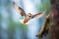 kookaburra in flight approaching a branch Royalty Free Stock Photo