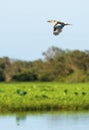 Kookaburra in flight over Yellow Water Wetlands Royalty Free Stock Photo