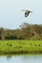 Kookaburra in flight over Yellow Water Wetlands Royalty Free Stock Photo