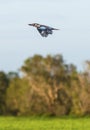 Kookaburra in flight Royalty Free Stock Photo