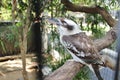 Kookaburra