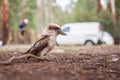 Kookaburra on the ground. Royalty Free Stock Photo