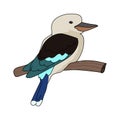 Kookaburra illustration vector.