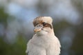 Kookaburra kingfishers bird native to Australia