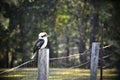 Kookaburra Royalty Free Stock Photo