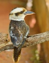 Kookaburra