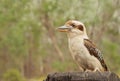 Kookaburra Laughing Jackass of Australia Dacelo novaeguineae Royalty Free Stock Photo